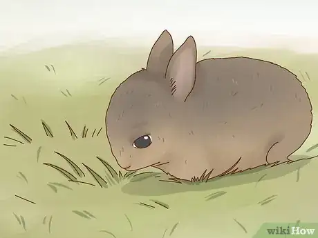 Image titled Care for a Baby Wild Rabbit Step 14