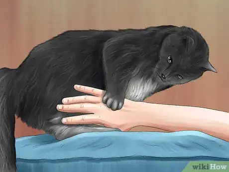 Image titled Act When Meeting a Strange Cat Step 7