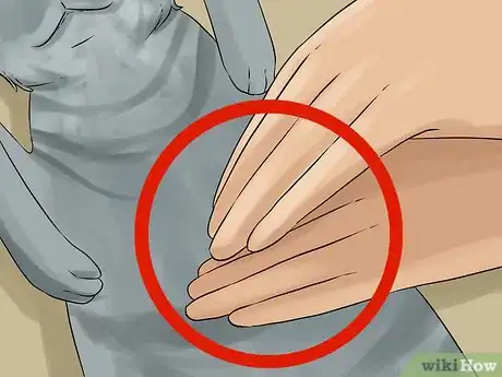 Image titled Diagnose Chronic Vomiting in Cats Step 10
