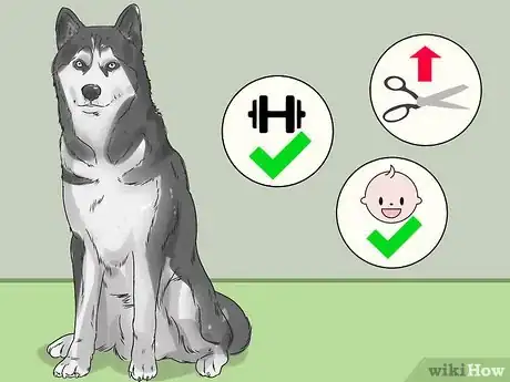 Image titled Choose an Active Dog Step 17