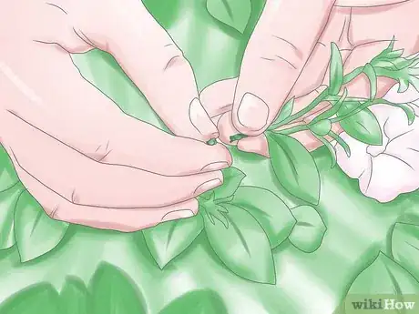 Image titled Deadhead Petunias Step 6