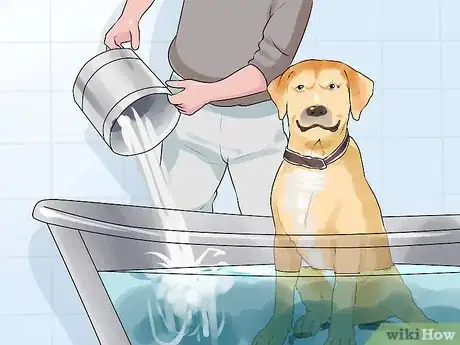 Image titled Groom a Short Haired Dog Step 7