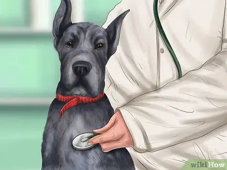 Image titled Treat Bloat in Great Danes Step 5