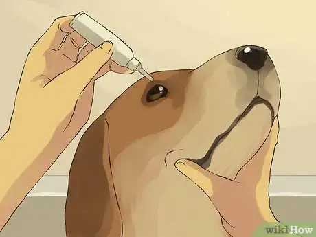 Image titled Give a Small Dog a Bath Step 7