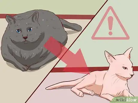 Image titled Keep a Cat from Becoming Fat and Lazy Step 1