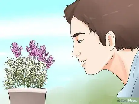 Image titled Divide a Lavender Plant Step 3