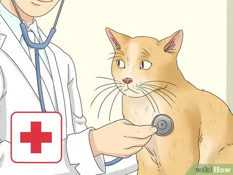 Image titled Diagnose and Treat Histoplasmosis in Cats Step 11