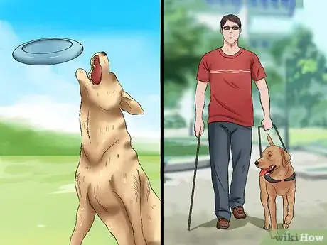 Image titled Select a Labrador Retriever Step 5