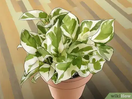 Image titled Choose Low‐Maintenance Houseplants Step 11