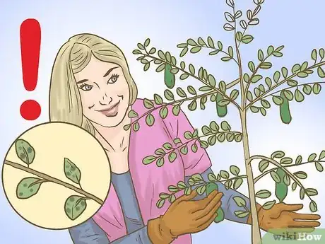 Image titled Grow Finger Limes Step 9