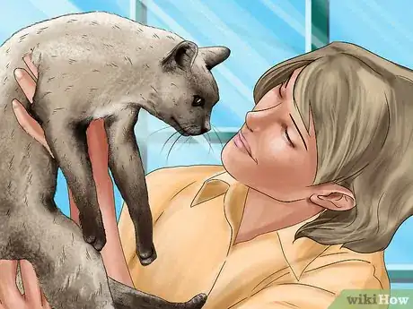 Image titled Diagnose and Treat Dry Eye in Cats Step 12