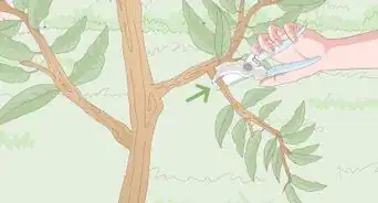 Prune Nectarine Trees