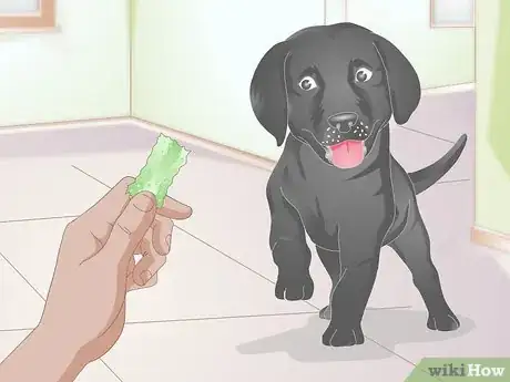 Image titled Get a Puppy Used to a Leash Step 6
