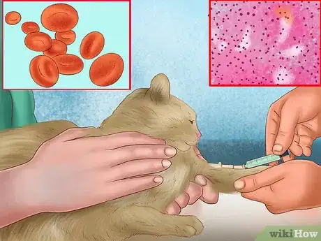 Image titled Diagnose Feline Hepatic Lipidosis Step 10