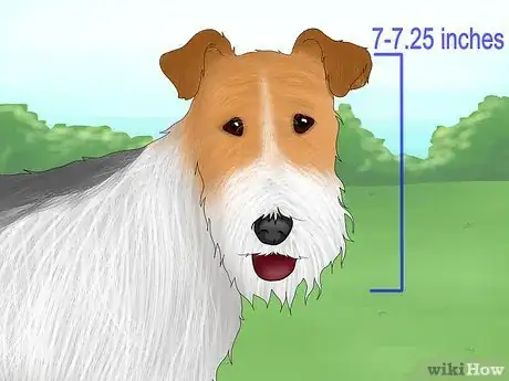 Image titled Identify a Wire Fox Terrier Step 2