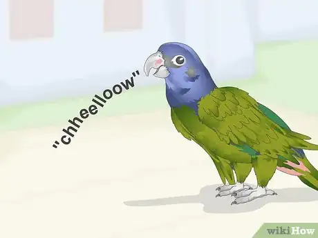 Image titled Teach a Pionus Parrot to Speak Step 10