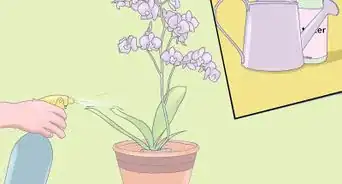 Care for Mini Orchids