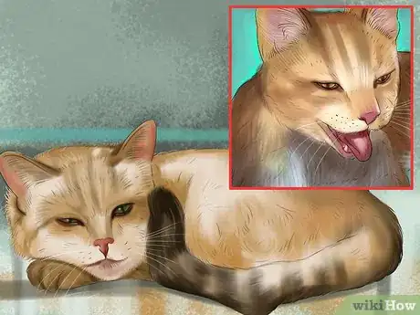 Image titled Prevent Heatstroke in Cats Step 8