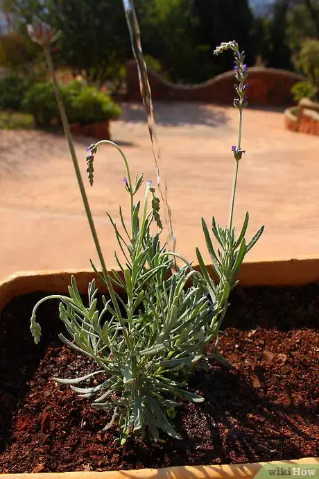Image titled Strike a Lavender Cuttings Step 7