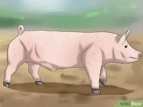 Image titled Pick out a Market Hog Step 8