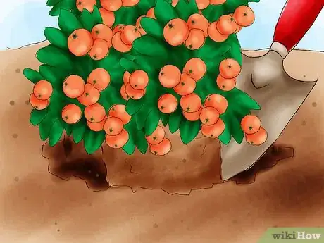 Image titled Plant Pyracantha Step 08