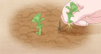 Prepare Soil for Planting Herbs