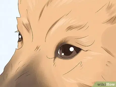 Image titled Identify a Belgian Laekenois Dog Step 4