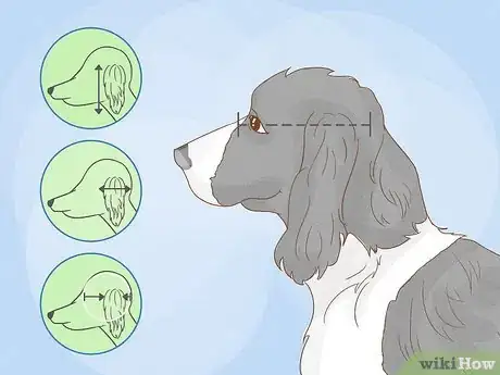 Image titled Identify an English Springer Spaniel Step 3