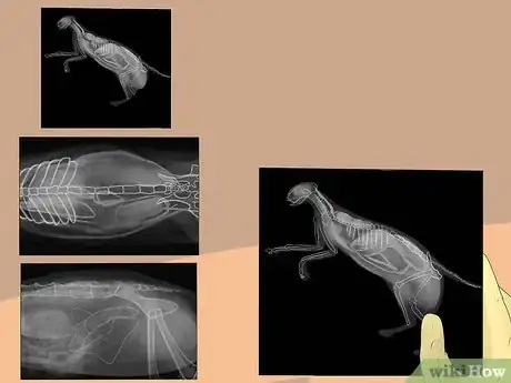 Image titled Diagnose a Cat Cough Step 7