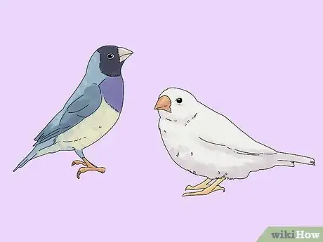 Image titled Choose a Finch Step 1