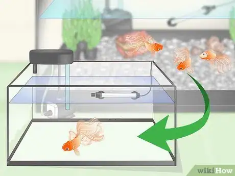 Image titled Care for Fancy Goldfish Step 12