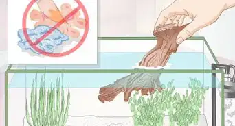 Creatively Decorate a Freshwater Fish Tank