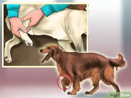 Image titled Tell if Your Older Dog Is over Exerting Itself Step 2