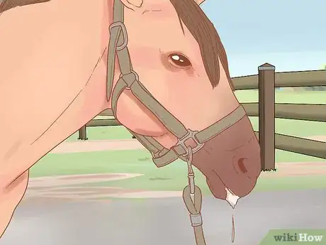 Image titled Check Whether Your Horse or Donkey Needs to See a Dentist Step 3