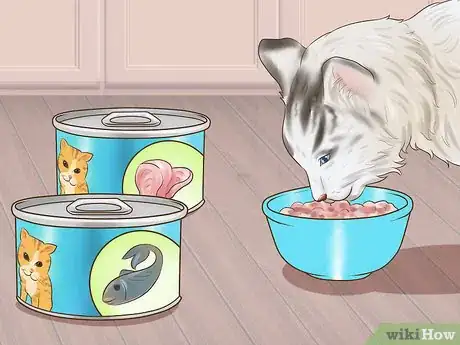 Image titled Take Care of a Ragamuffin Cat Step 5