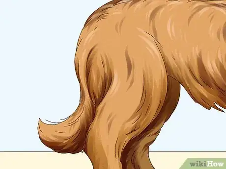 Image titled Identify a Briard Step 6