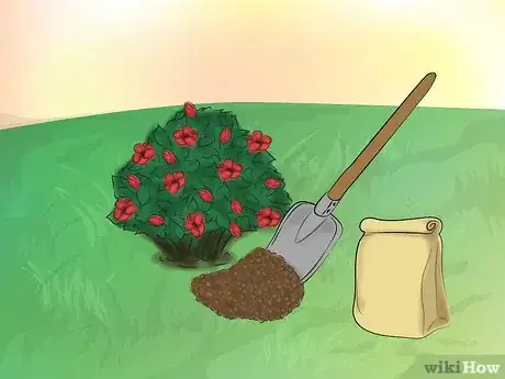 Image titled Grow Knockout Roses Step 11