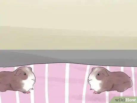 Image titled Introduce Your Guinea Pig to Floor Time Step 2
