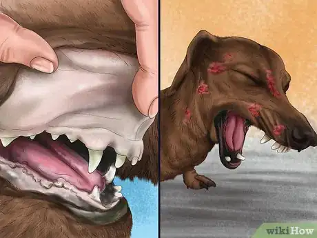 Image titled Help a Dog Suffering from Trauma Step 6