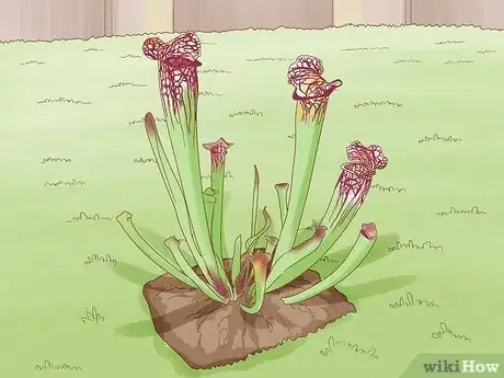 Image titled Raise Carnivorous Plants Step 2