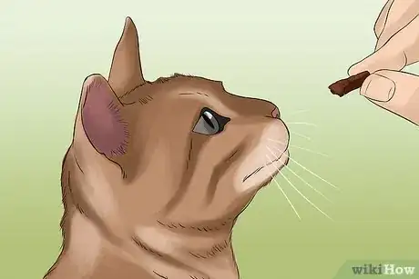 Image titled Take Photos of Adoptable Cats Step 7