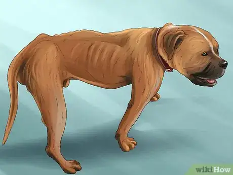Image titled Diagnose Arthritis in Dogs Step 4