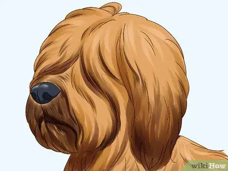 Image titled Identify a Briard Step 5
