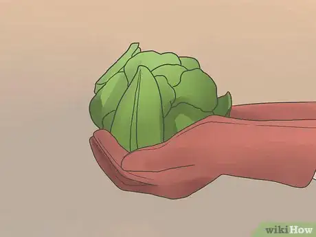Image titled Grow Cauliflower Step 10