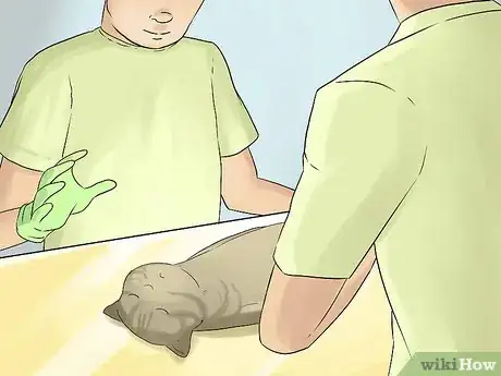 Image titled Diagnose Chronic Vomiting in Cats Step 16