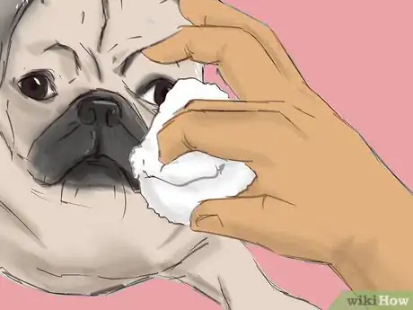 Image titled Persuade Your Parents to Adopt a Pug Step 15