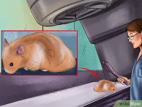 Image titled Treat Tumors in Hamsters Step 3