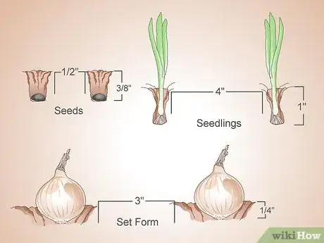 Image titled Grow Sweet Onions Step 6