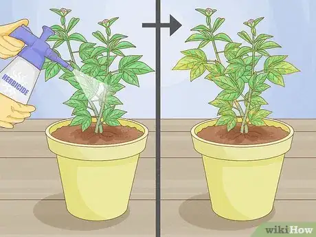 Image titled Why Does Your Plant Have Yellow Leaves Step 10