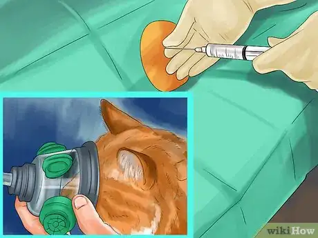 Image titled Diagnose Feline Hepatic Lipidosis Step 12